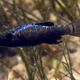 Illustration for article titled Pupfish are undergoing mysteriously supercharged evolution